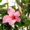 Mandevilla (Dipladenia 'Sundaville Pretty Rose') D 13 H 20 Cm -Tuin Planten Winkel 8717263568476