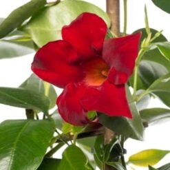 Mandevilla (Dipladenia 'Sundaville Red') D 13 H 20 Cm