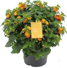 Wisselbloem (Lantana Camara 'Simon Orange') D 23 H 50 Cm 3 Wisselbloem (Lantana Camara 'Simon Orange') D 23 H 50 Cm