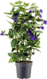 Struik Thunbergia (Thunbergia Battiscombei) D 23 H 100 Cm