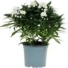 Herfstaster (Aster Novi-belgii 'Starletta Serie White') D 12 H 30 Cm -Tuin Planten Winkel 8717263571223
