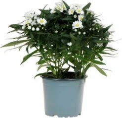 Herfstaster (Aster Novi-belgii 'Starletta Serie White') D 12 H 30 Cm