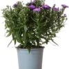 Herfstaster (Aster Novi-belgii 'Starletta Serie Blue') D 12 H 30 Cm -Tuin Planten Winkel 8717263571247