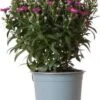 Herfstaster (Aster Novi-belgii 'Starletta Serie Red') D 12 H 30 Cm -Tuin Planten Winkel 8717263571254