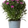 Herfstaster (Aster Novi-belgii 'Starletta Serie Pink') D 12 H 30 Cm -Tuin Planten Winkel 8717263571261