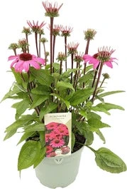 Zonnehoed (Echinacea Purpurea 'Sensation Pink') D 17 H 35 Cm