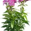 Vlambloem (Phlox Paniculata 'Evi') D 17 H 30 Cm -Tuin Planten Winkel 8717263575160
