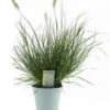 Lampenpoetsersgras (Pennisetum Alopecuroides 'Little Hameln') D 17 H 60 Cm -Tuin Planten Winkel 8717263579281