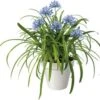 Afrikaanse Lelie (Agapanthus 'Amourette Superbe') D 17 H 35 Cm 2 Afrikaanse Lelie (Agapanthus 'Amourette Superbe') D 17 H 35 Cm -Tuin Planten Winkel 8717263579465