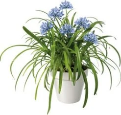 Afrikaanse Lelie (Agapanthus 'Amourette Superbe') D 17 H 35 Cm