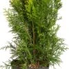 Levensboom (Thuja Occidentalis 'Smaragd') D 17 H 60 Cm 2 Levensboom (Thuja Occidentalis 'Smaragd') D 17 H 60 Cm -Tuin Planten Winkel 8717263584438