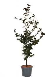 Rode Beuk (Fagus Sylvatica 'Atropunicea') D 17 H 60 Cm