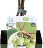Biologische Kiwibes (Actinidia Arguta 'Issai') D 13 H 40 Cm -Tuin Planten Winkel 8717263584926 1