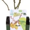 Biologische Zelfbestuivende Kiwi (Actinidia Deliciosa 'Jenny') D 13 H 40 Cm -Tuin Planten Winkel 8717263584933 1