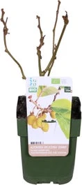 Biologische Zelfbestuivende Kiwi (Actinidia Deliciosa 'Jenny') D 13 H 40 Cm