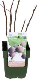 Biologische Vijg (Ficus Carica 'Gustissimo Perretta®') D 13 H 40 Cm
