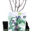 Biologische Blauwe Honingbes (Lonicera Kamtschatica 'Duet ®') D 13 H 40 Cm