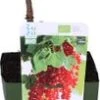 Biologische Rode Bes (Ribes Rubrum 'Jonkheer Van Tets') D 13 H 40 Cm 2 Biologische Rode Bes (Ribes Rubrum 'Jonkheer Van Tets') D 13 H 40 Cm -Tuin Planten Winkel 8717263584971 1