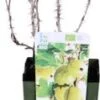 Biologische Gele Kruisbes (Ribes Uva 'Easycrisp® Lady Sun®') D 13 H 40 Cm -Tuin Planten Winkel 8717263585008 1