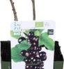 Biologische Zwarte Bes (Ribes Nigrum 'Titania') D 13 H 40 Cm 2 Biologische Zwarte Bes (Ribes Nigrum 'Titania') D 13 H 40 Cm -Tuin Planten Winkel 8717263585015 1