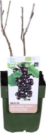 Biologische Zwarte Bes (Ribes Nigrum 'Titania') D 13 H 40 Cm