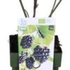 Biologische Braam (Rubus Fruticosus 'Navaho-R- Summerlong') D 13 H 40 Cm -Tuin Planten Winkel 8717263585022 1