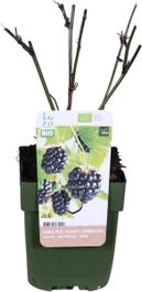 Biologische Braam (Rubus Fruticosus 'Navaho-R- Summerlong') D 13 H 40 Cm