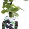Gewone Braam (Rubus Fruticosus) D 13 H 45 Cm -Tuin Planten Winkel 8717263585046 1