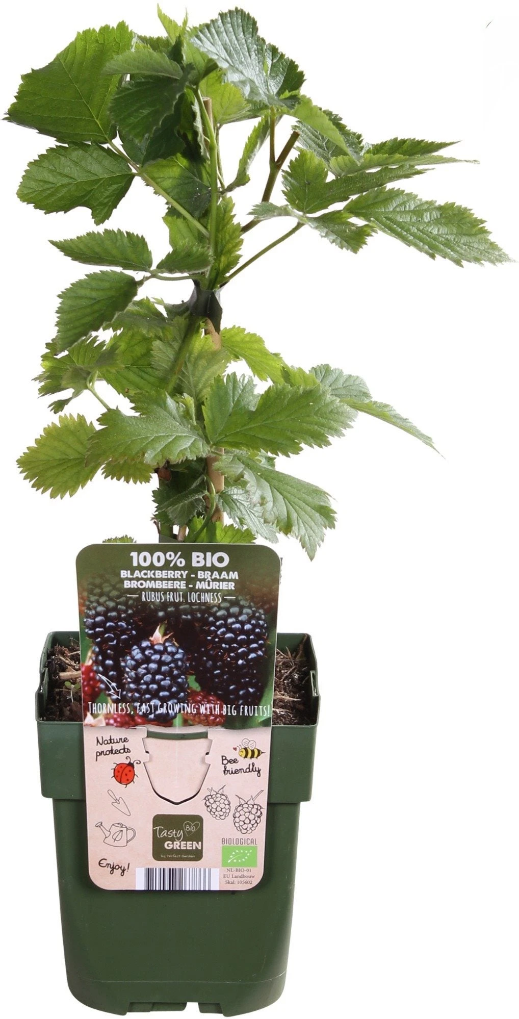 Gewone Braam (Rubus Fruticosus) D 13 H 45 Cm 4 Gewone Braam (Rubus Fruticosus) D 13 H 45 Cm - Afbeelding 2