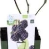Biologische Braam (Rubus Fruticosus 'Navaho Big And Early') D 13 H 40 Cm -Tuin Planten Winkel 8717263585053 1