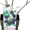 Biologische Doornloze Braam (Rubus Fruticosus 'Oregon Thornless') D 13 H 40 Cm -Tuin Planten Winkel 8717263585060 1