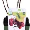 Biologische Taybees (Rubus 'Tayberry') D 13 H 40 Cm 1 Biologische Taybees (Rubus 'Tayberry') D 13 H 40 Cm -Tuin Planten Winkel 8717263585091 1