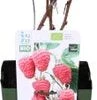 Biologische Herfstframboos (Rubus Idaeus 'Autumn First®') D 13 H 40 Cm 2 Biologische Herfstframboos (Rubus Idaeus 'Autumn First®') D 13 H 40 Cm -Tuin Planten Winkel 8717263585138 1