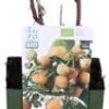Biologische Gele Zomerframboos (Rubus Idaeus 'Golden Everest') D 13 H 40 Cm -Tuin Planten Winkel 8717263585145 1