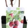 Biologische Herfstframboos (Rubus Idaeus 'Heritage') D 13 H 40 Cm