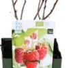 Biologische Zomerframboos (Rubus Idaeus 'Malling Promise') D 13 H 40 Cm -Tuin Planten Winkel 8717263585176 1