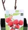 Biologische Herfst- En Zomerframboos (Rubus Idaeus Twotimer 'Sugana-s-* Red') D 13 H 40 Cm -Tuin Planten Winkel 8717263585183 1