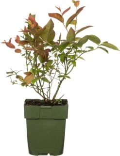 Intratuin Biologische Blauwe Bes (Vaccinium Corymbosum 'Bluecrop') D 13 H 45 Cm
