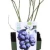 Biologische Blauwe Bes (Vaccinium Corymbosum 'Bluecrop') D 13 H 40 Cm 2 Biologische Blauwe Bes (Vaccinium Corymbosum 'Bluecrop') D 13 H 40 Cm -Tuin Planten Winkel 8717263585206 1
