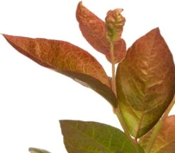 Intratuin Biologische Blauwe Bes (Vaccinium Corymbosum 'Bluecrop') D 13 H 45 Cm -Tuin Planten Winkel 8717263585206 2