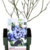 Biologische Blauwe Bes (Vaccinium Corymbosum 'Brigitta Blue') D 13 H 40 Cm