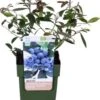 Biologische Blauwe Bes (Vaccinium Corymbosum 'Sunshine Blue') D 13 H 40 Cm