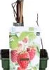 Biologische Zomerframboos (Rubus Idaeus 'Malling Promise') D 19 H 60 Cm -Tuin Planten Winkel 8717263585268 1