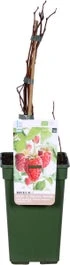 Biologische Zomerframboos (Rubus Idaeus 'Malling Promise') D 19 H 60 Cm