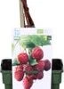 Biologische Herfstframboos (Rubus Idaeus 'Heritage') D 19 H 60 Cm