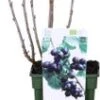 Biologische Zwarte Bes (Ribes Nigrum 'Jostaberry') D 19 H 60 Cm