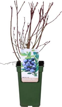 Tuin Planten Winkel -Tuin Planten Winkel 8717263585305 2
