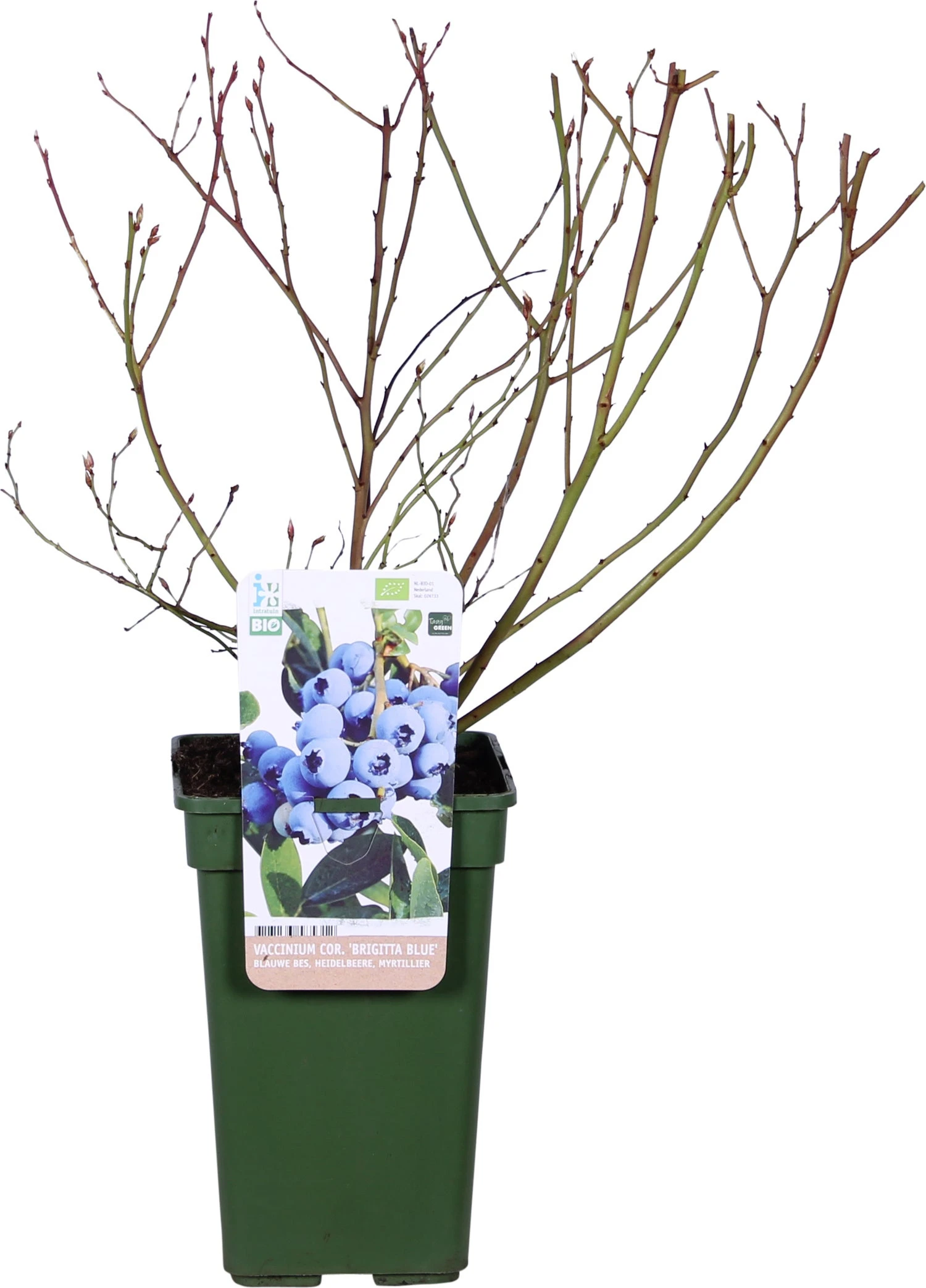 Biologische Blauwe Bes (Vaccinium Corymbosum 'Brigitta Blue') D 19 H 60 Cm 4 Biologische Blauwe Bes (Vaccinium Corymbosum 'Brigitta Blue') D 19 H 60 Cm - Afbeelding 2