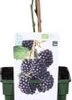 Biologische Braam (Rubus Fruticosus 'Navaho Big And Early®') D 19 H 60 Cm -Tuin Planten Winkel 8717263585367 1