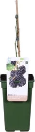 Biologische Braam (Rubus Fruticosus 'Navaho Big And Early®') D 19 H 60 Cm